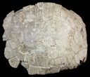 Fossil Tortoise (Stylemys) From Nebraska - Very Inflated #51318-3